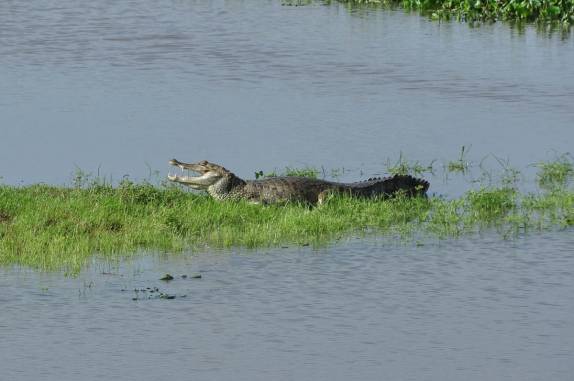 São milhares de jacarés no Hato El Cedral, na região dos llanos venezuelanos, perto da cidade de Mantecal